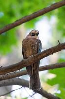 garrulus glandarius på en gren foto