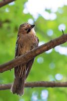 garrulus glandarius på en gren foto