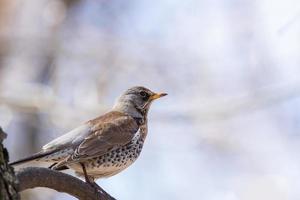 turdus pilaris på en gren foto