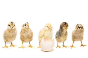 kyckling ägg på vit bakgrund foto