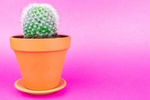 kaktus på en rosa bakgrund foto