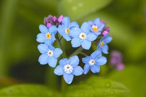 blå glömblommor i hjärtform