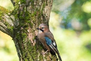 garrulus glandarius på en gren foto