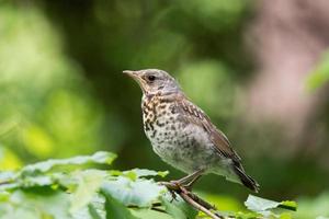 turdus pilaris på en gren foto