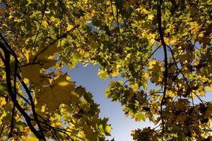 höst parkera med träd under blad falla foto