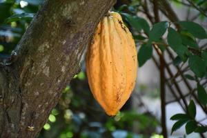 mogen kakao frukt på kakao träd som är nästan till vara skörd, mjuk och selektiv fokus. foto
