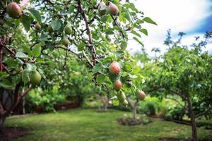 päron efter de regn i de trädgård. naturlig mat. foto