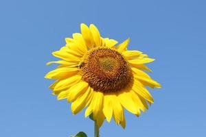honung bi pollinerande solros. bi producerar honung på en blomma. närbild skott av bi samlar nektar på solros foto