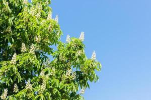 kastanj träd med blomstrande vår blommor mot blå himmel foto