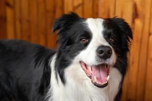 rolig porträtt av valp hund gräns collie inomhus. söt sällskapsdjur hund vilar spelar på Hem. sällskapsdjur djur- liv begrepp. foto