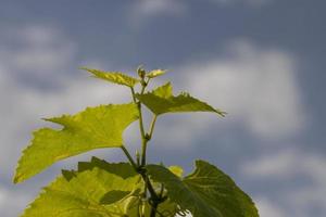 en vin med grön lövverk i sommar foto