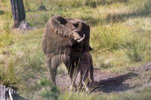 vild djur- europeisk bison foto