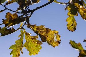 ek träd i höst blad falla i solig väder foto