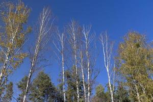 solig höst väder i en björk skog med en blå himmel foto