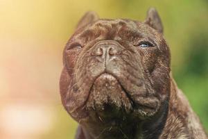 franska bulldogg svart brindle. porträtt av en sällskapsdjur hund. foto