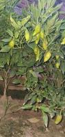 grön chili peppar växt på fält lantbruk i trädgård. foto