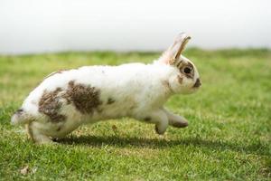 kanin på grön gräs. Hem dekorativ kanin utomhus. liten kanin, år av de kanin zodiaken, påsk kanin. foto
