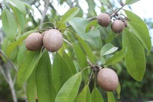 selektiv fokus av sapodilla frukt i de trädgård med suddig bakgrund. de vetenskaplig namn är manilkara zapota l. Övrig namn av detta frukt är sapodilla, sapota och naseberry. foto