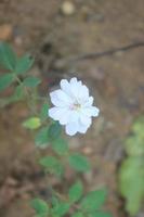 selektiv fokus av skön reste sig mossa blommor i trädgård. Begagnade för bakgrund och tapet. foto