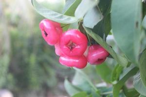 defocused Foto av röd guava frukt hängande på träd.