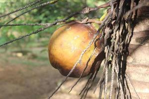 defocused Foto av röd guava frukt hängande på träd.