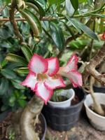 selektiv fokus se av skön röd japansk frangipani blommor i trädgård på suddig bakgrund. de vetenskaplig namn är adenium obesum. Begagnade för dekorativ växter. foto