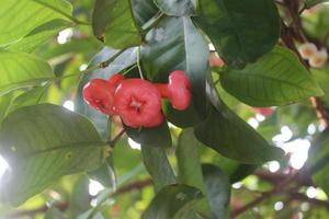 defocused Foto av röd guava frukt hängande på träd.