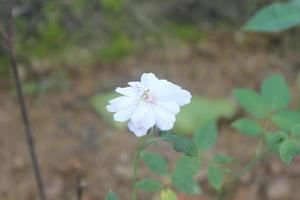 selektiv fokus av skön reste sig mossa blommor i trädgård. Begagnade för bakgrund och tapet. foto