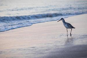fågel promenader på stranden foto
