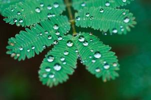 grönt blad med vattendroppar foto