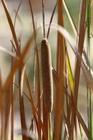 fält spikelets naturlig torkades blommor 80 centimeter hög. foto