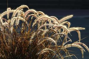 fält spikelets naturlig torkades blommor 80 centimeter hög. foto