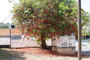 erythrina cockscomb blommar i en stad parkera i nordlig israel. foto