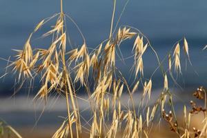 fält spikelets naturlig torkades blommor 80 centimeter hög. foto