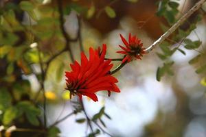 erythrina cockscomb blommar i en stad parkera i nordlig israel. foto