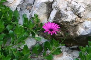 krysantemum blommar i en stadspark i norra Israel. foto