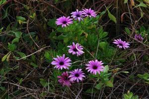 krysantemum blommar i en stadspark i norra Israel. foto