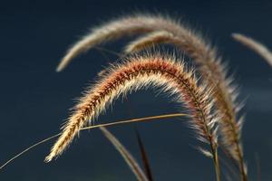 fält spikelets naturlig torkades blommor 80 centimeter hög. foto