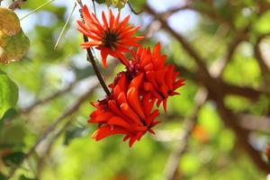 erythrina cockscomb blommar i en stad parkera i nordlig israel. foto