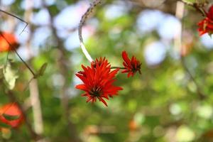 erythrina cockscomb blommar i en stad parkera i nordlig israel. foto