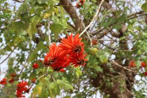 erythrina cockscomb blommar i en stad parkera i nordlig israel. foto