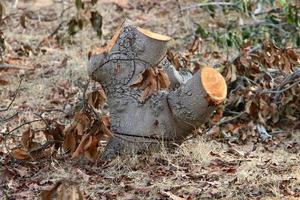 ett gammal stubbe är en små del av en fällda träd trunk. foto