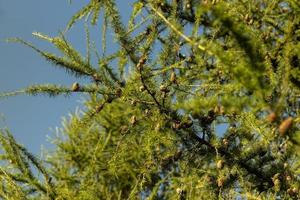 gran grenar med grön nålar i solig väder foto