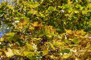 höst parkera med träd under blad falla foto