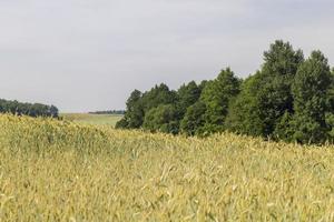 ett jordbruks fält var mogning flingor vete växer foto