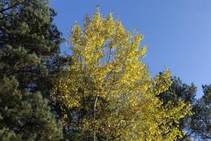 höst natur med träd under de falla av färgrik lövverk foto