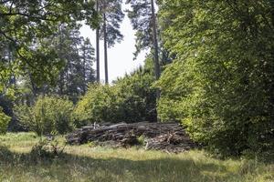 träd i en blandad skog i sommar foto