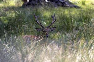 rådjur vilar i varm väder foto