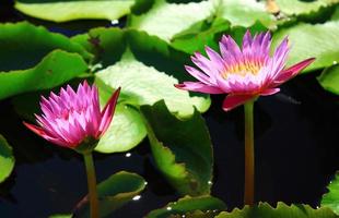 lotus på vatten