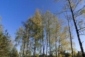 solig höst väder i en björk skog med en blå himmel foto